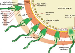 受精する時の精子の変化を示した図｜不妊治療HP