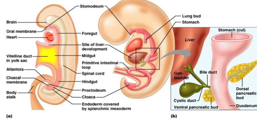 胎児の腸の成長解剖図｜不妊治療HP