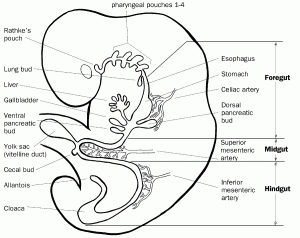 胎児の腸の解剖図｜不妊治療HP
