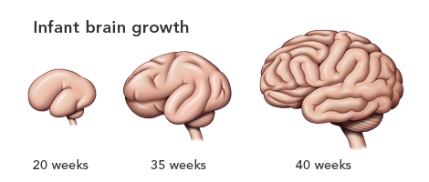 赤ちゃんの脳の成長を表した解剖図｜不妊治療HP