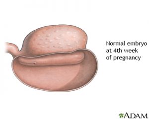 胚の解剖図｜不妊治療HP