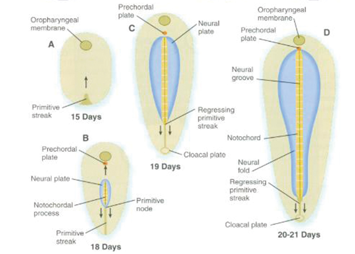 胚の成長の過程を表した図｜不妊治療HP