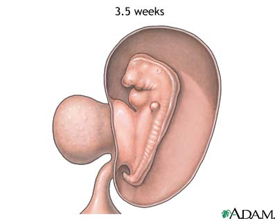 ４週目の胎児の解剖図｜不妊治療HP