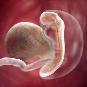 ４週目の胎児の絵｜不妊治療HP
