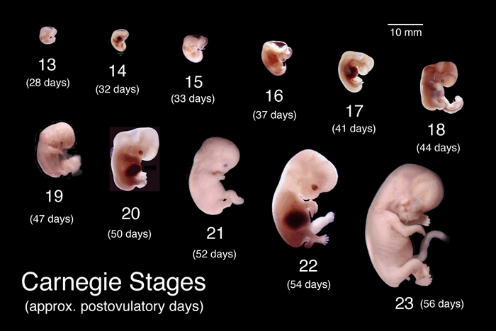 週数による胎児の成長を表した写真｜不妊治療HP