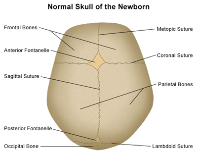 赤ちゃんの頭蓋骨を上部から見た解剖図｜不妊治療HP